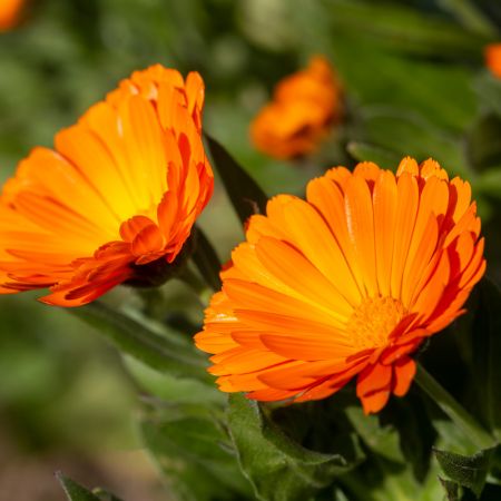 Nechtík lekársky - Calendula officinalis