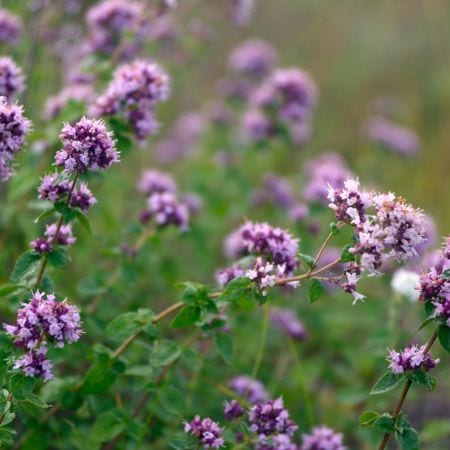 Pamajorán obyčajný (Origanum vulgare)