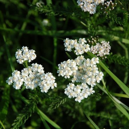 Rebríček obyčajný - (Achillea millefolium)