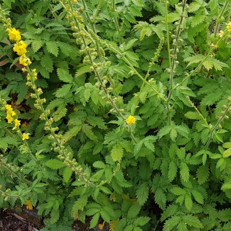 Repík lekársky( Agrimonia eupatoria)