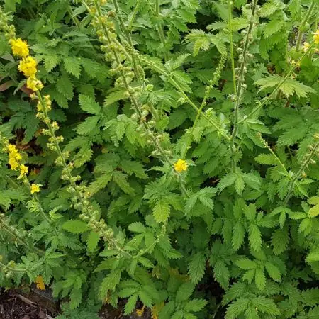 Repík lekársky( Agrimonia eupatoria)