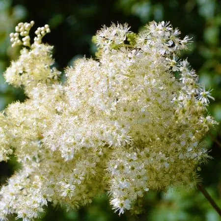 Túžobník brestový (Filipendula ulmaria)