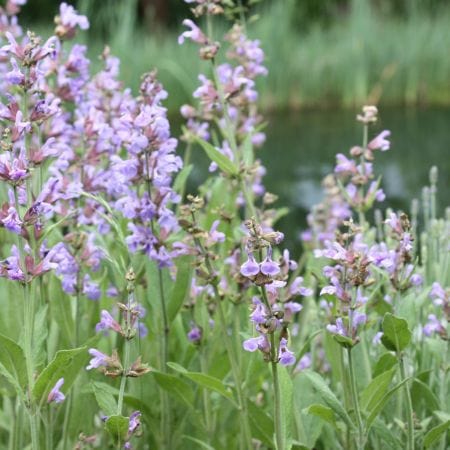 Šalvia lekárska - Salvia officinalis